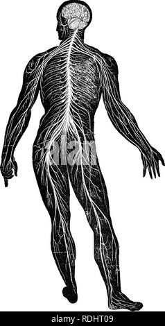 . A text-book in general physiology and anatomy. Physiology, Comparative; Anatomy. 384 THE NERVOUS SYSTEM. Plate rv.—Nervoua systera.. Please note that these images are extracted from scanned page images that may have been digitally enhanced for readability - coloration and appearance of these illustrations may not perfectly resemble the original work.. Eddy, Walter Hollis, b. 1877. New York, Cincinnati [etc. ] American book Co Stock Photo