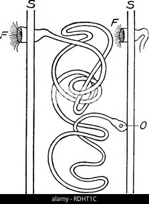 . A text-book in general physiology and anatomy. Physiology, Comparative; Anatomy. NEPHEIDIA 379 into a secretion shall pass into some kind of a duct through which it escapes to the outside. The function of the kid- ney of man is the removal of nitrogenous wastes, that is, the removal of the wastes resulting from metabolism of proteid in the protoplasm. We have already discussed the adaptations of the lower animals for the removal of carbon dioxide under the head of the respiration. It re- mains to examine the nitrogen waste removers of these lower forms, and in the following paragraph we shal Stock Photo