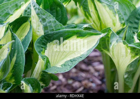 Hosta 'Whirlwind' leaves. Stock Photo