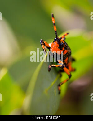 A colorful red and black grasshopper sits on a leaf along a hiking trail through the forest of Royal Natal National Park, South Africa. Stock Photo