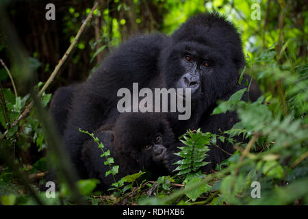 Virunga National Park, DRC, is one of the few places inhabited by the critically endangered mountain gorillas, Gorilla beringei beringei. Stock Photo