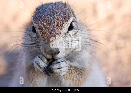 Cape ground squirrels don't hoard food and must forage daily like this squirrel in the Kgalagadi Transfrontier Park, in Botswana and South Africa Stock Photo