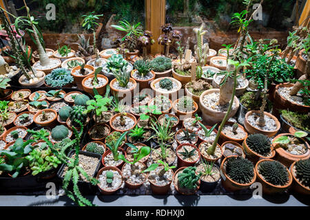 Big variety of cactus flowers in the pots on the table from above Stock Photo