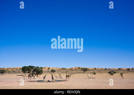 Southern giraffe, Giraffa giraffa, have been recently reintroduced to Kgalagadi Transfrontier Park, spanning Botswana and South Africa Stock Photo