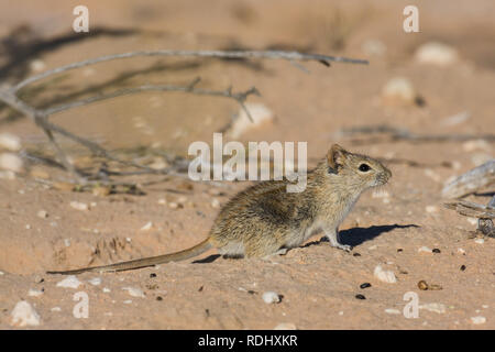 Striped mouse, Rhabdomys pumilio are common desert life in the Kalahari, Kgalagadi Transfrontier Park spanning Botswana and South Africa Stock Photo