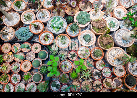 Big variety of cactus flowers on the table in the pots from above. Top view Stock Photo