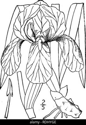 . An illustrated flora of the northern United States, Canada and the British possessions, from Newfoundland to the parallel of the southern boundary of Virginia, and from the Atlantic Ocean westward to the 102d meridian. Botany; Botany. 7. Iris prismatica Pursh. Narrow Blue-flag. Poison Flag-root. Iris virginica Muhl. Cat. 4. 1813. Not L. 1753. Iris prismatica Pursh, FI. Am. Sept. 30. 1814. Iris gracilis Bigel. Fl. Bost. 12. 1814. flris Carolina Radius, Schrift. Naturf. Ges. Leipzig I: 158. 1822. Rootstock rather slender, tuberous-thickened. Stems slender, often flexuous, i°-3° tall, usually-  Stock Photo