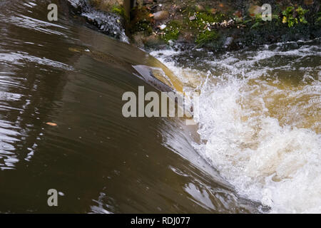 Atlantic salmon leaping rapids to find nesting place. Fish swimming in river upstream to breed Stock Photo