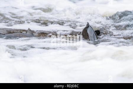 Atlantic salmon leaping rapids to find nesting place. Fish swimming in river upstream to breed Stock Photo