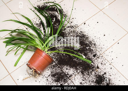 Broken flower pot with green plants lies on the kitchen floor with dirt all over Stock Photo