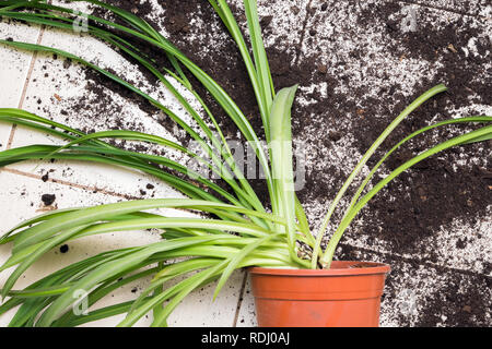 Broken flower pot with green plants lies on the kitchen floor with dirt all over Stock Photo
