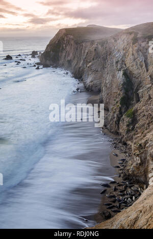 California Sea Lions on the beaches of Chimney Rock with crashing waves of the Pacific Ocean during winter sunset. Stock Photo