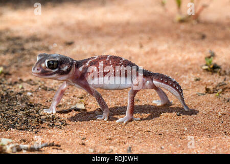 Smooth Knob-tailed Gecko Stock Photo