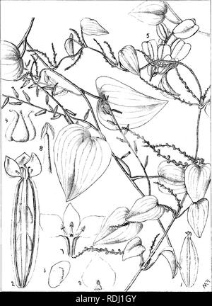 . Natal plants : Descriptions and figures of Natal indigenous plants, with notes on their distribution, economic value, native names, &amp;c., / by J. Medley Wood and Maurice S. Evans. Published under the auspices of Natal Government and Durban Botanic Society. Botany. Plale 317. Dioscorea Tnalifolia,^5irei&quot;.. Please note that these images are extracted from scanned page images that may have been digitally enhanced for readability - coloration and appearance of these illustrations may not perfectly resemble the original work.. Wood, John Medley, 1827-1914; Evans, Maurice S. (Maurice Smeth Stock Photo
