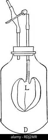 . The horse in health and disease : a text-book pertaining to veterinary science for agricultural students . Horses; Horses. Fig. 27.—Apparatus to illustrate the mechanics of respiration: L, Lungs of experimental animal; D, rubber diaphragm. At the left the lungs are col- lapsed and the diaphragm relaxed, as occurs after expiration; at the right the diaphragm is contracted, which, increases the negative pressure around the lungs and allows the air to rush into and expand them. impression, unless it is remembered that in life the lungs and other organs completely fill the thoracic cavity, so th Stock Photo