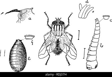 house fly (Musca domestica), eggs, Germany Stock Photo - Alamy