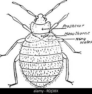 . A manual of elementary zoology . Zoology. ABC Fig. 193.—The Honey Bee.—From Shipley and MacBride. A, Male or drone ; B, female or queen ; C, sterile female or worker. alike or different; sometimes absent. Metamorphosis incomplete. Bugs, Lice, Plantlice, etc. The Bed Bug {Cimex lectularius) is without wings, save for vestiges of the first pair, which in other bugs are wing-covers. Its. FIG. 194.—The Bed Bug, Acanihia (= Cimex) lectularia.- From Murray, after Butler. body is flattened, so that it can hide in crevices, and it secretes from glands a stinking substance. Its eggs are laid in batch Stock Photo