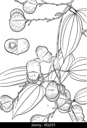. Icones plantarum formosanarum nec non et contributiones ad floram formosanam; or, Icones of the plants of Formosa, and materials for a flora of the island, based on a study of the collections of the Botanical survey of the Government of Formosa. Botany. DIOSCOEEACEiE. 47. Fig. 25, Dioscorea tarokamsis Hatata.. Please note that these images are extracted from scanned page images that may have been digitally enhanced for readability - coloration and appearance of these illustrations may not perfectly resemble the original work.. Hayata, Bunzo?; Taiwan. Shokusankyoku. Taihoku, Pub. by the Burea Stock Photo