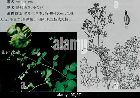 Thalictrum Minus L Stock Photo Alamy