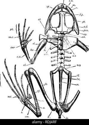 . A manual of elementary zoology . Zoology. FROG: EXTERNAL FEATURES AND ...