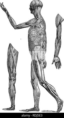 . A text-book in general physiology and anatomy. Physiology, Comparative; Anatomy. 264 4 MUSCLES. Plate 111 — Muscles.. Please note that these images are extracted from scanned page images that may have been digitally enhanced for readability - coloration and appearance of these illustrations may not perfectly resemble the original work.. Eddy, Walter Hollis, b. 1877. New York, Cincinnati [etc. ] American book Co Stock Photo