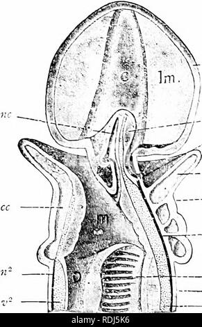 A Manual Of Zoology Zoology 44s Chordata Ha 03 C Al The L Gt C I Inninl Of The Last Century The Poet Chamisso Discovered That The Chain Salps Were Produced Bv Tlie Solitar Indiiduals