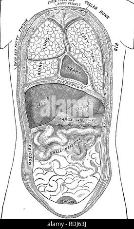 . A text-book in general physiology and anatomy. Physiology, Comparative; Anatomy. THE ALIMENTARY CANAL 91 jj£ ruBCS MS. Plate I. Please note that these images are extracted from scanned page images that may have been digitally enhanced for readability - coloration and appearance of these illustrations may not perfectly resemble the original work.. Eddy, Walter Hollis, b. 1877. New York, Cincinnati [etc. ] American book Co Stock Photo