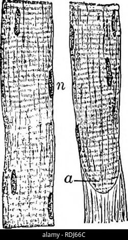 . A text-book in general physiology and anatomy. Physiology, Comparative; Anatomy. MUSCULAR TISSUE 45. Please note that these images are extracted from scanned page images that may have been digitally enhanced for readability - coloration and appearance of these illustrations may not perfectly resemble the original work.. Eddy, Walter Hollis, b. 1877. New York, Cincinnati [etc. ] American book Co Stock Photo