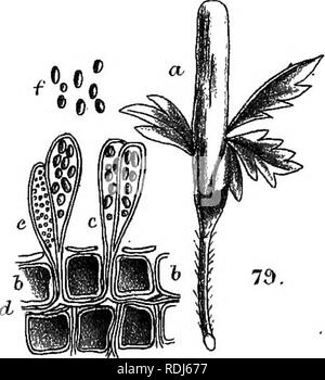 . A manual of the British Discomycetes with descriptions of all the species of fungi hitherto found in Britain, included in the family and illustrations of the genera. Discomycetes; Fungi. WH dEl. MJntem. Bros. litK.'. Please note that these images are extracted from scanned page images that may have been digitally enhanced for readability - coloration and appearance of these illustrations may not perfectly resemble the original work.. Phillips, William, 1822-1905. London, K. Paul, Trench, Tru?bner Stock Photo