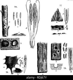 . A manual of the British Discomycetes with descriptions of all the species of fungi hitherto found in Britain, included in the family and illustrations of the genera. Discomycetes; Fungi. PI, XII.. Please note that these images are extracted from scanned page images that may have been digitally enhanced for readability - coloration and appearance of these illustrations may not perfectly resemble the original work.. Phillips, William, 1822-1905. London, K. Paul, Trench, Tru?bner Stock Photo