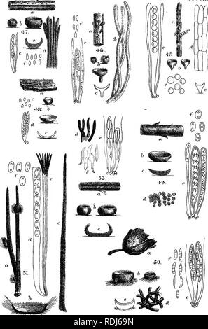 . A manual of the British Discomycetes with descriptions of all the species of fungi hitherto found in Britain, included in the family and illustrations of the genera. Discomycetes; Fungi. PI . VIIJ,. Mintern. Bros . litli... Please note that these images are extracted from scanned page images that may have been digitally enhanced for readability - coloration and appearance of these illustrations may not perfectly resemble the original work.. Phillips, William, 1822-1905. London, K. Paul, Trench, Tru?bner Stock Photo