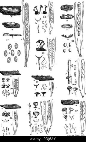 . A manual of the British Discomycetes with descriptions of all the species of fungi hitherto found in Britain, included in the family and illustrations of the genera. Discomycetes; Fungi. PI V. KiiLi.KiT^l'jT'oS . liiVi... Please note that these images are extracted from scanned page images that may have been digitally enhanced for readability - coloration and appearance of these illustrations may not perfectly resemble the original work.. Phillips, William, 1822-1905. London, K. Paul, Trench, Tru?bner Stock Photo