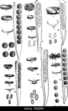 . A manual of the British Discomycetes with descriptions of all the species of fungi hitherto found in Britain, included in the family and illustrations of the genera. Discomycetes; Fungi. P] IV.. â vrpad MiTvtfcmBros . litK.. Please note that these images are extracted from scanned page images that may have been digitally enhanced for readability - coloration and appearance of these illustrations may not perfectly resemble the original work.. Phillips, William, 1822-1905. London, K. Paul, Trench, TruÌbner Stock Photo