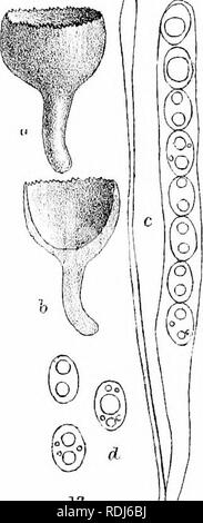 . A manual of the British Discomycetes with descriptions of all the species of fungi hitherto found in Britain, included in the family and illustrations of the genera. Discomycetes; Fungi. '- â (1/ â MixtLern. Bros. Ubh^ wpaei.. Please note that these images are extracted from scanned page images that may have been digitally enhanced for readability - coloration and appearance of these illustrations may not perfectly resemble the original work.. Phillips, William, 1822-1905. London, K. Paul, Trench, TruÌbner Stock Photo