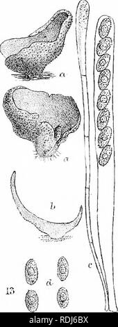 . A manual of the British Discomycetes with descriptions of all the species of fungi hitherto found in Britain, included in the family and illustrations of the genera. Discomycetes; Fungi.  h ,^^&quot;'-^1 '5-.-C ;&gt; 0 0 o o o op ,^ 00 'xn. Please note that these images are extracted from scanned page images that may have been digitally enhanced for readability - coloration and appearance of these illustrations may not perfectly resemble the original work.. Phillips, William, 1822-1905. London, K. Paul, Trench, Tru?bner Stock Photo