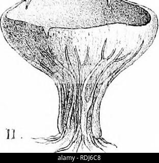 . A manual of the British Discomycetes with descriptions of all the species of fungi hitherto found in Britain, included in the family and illustrations of the genera. Discomycetes; Fungi. g/cnu § y/'^ -&quot;''- .  h ,^^&quot;'-^1 '5-.-C ;&gt; 0 0 o o o op ,^ 00 'xn. Please note that these images are extracted from scanned page images that may have been digitally enhanced for readability - coloration and appearance of these illustrations may not perfectly resemble the original work.. Phillips, William, 1822-1905. London, K. Paul, Trench, Tru?bner Stock Photo