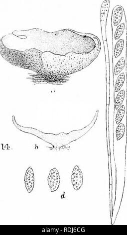 . A manual of the British Discomycetes with descriptions of all the species of fungi hitherto found in Britain, included in the family and illustrations of the genera. Discomycetes; Fungi. g/cnu § y/'^ -&quot;''- . Please note that these images are extracted from scanned page images that may have been digitally enhanced for readability - coloration and appearance of these illustrations may not perfectly resemble the original work.. Phillips, William, 1822-1905. London, K. Paul, Trench, Tru?bner Stock Photo