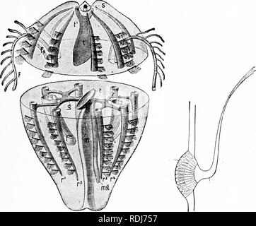 . A manual of zoology. Zoology. IV. CTENOPHORA 233. Fig. 207. Fig. 207A. Fig. 207.—Diagram of Uonnophofa, cut in two. /, tentacle;/-'^, root and slieath of tentacle; g, main perradial vessel which divides twice dichotomously to form the meridional vessels; »;, stomach; mg, paragastric canals; r'-*, rows of combs overlying meridional canals; t, t', funnel and funnel vessels; s, sense body. Fig. 207A.—Swimming plate and epithelial cushion (after Chun). ws ws to. Please note that these images are extracted from scanned page images that may have been digitally enhanced for readability - coloratio Stock Photo