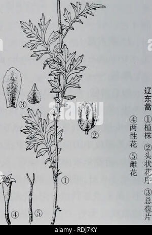 . e er duo si zhi wu zhi. botany. . Please note that these images are extracted from scanned page images that may have been digitally enhanced for readability - coloration and appearance of these illustrations may not perfectly resemble the original work.. wu jian xiong. nei meng gu ren min chu ban she Stock Photo