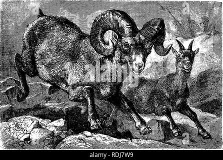 . The animals of the world. Brehm's life of animals;. Mammals. THE HORNED ANIMALSâSHEEP. 463 their mothers into the most inaccessible spots. The attempt has recently met with success, however, and in the west young rams have not only been tamed to such an extent that they could be safely lett to run free with the domestic flocks, but they have also been successfully crossed with the common Sheep. The flesh of the mixed breed is said to be excellent. Origin oftlte We have as little definite knowledge Domestic about the origin of the domestic Sheep.. Sheep {Ovis aries) as about the de- scent of  Stock Photo