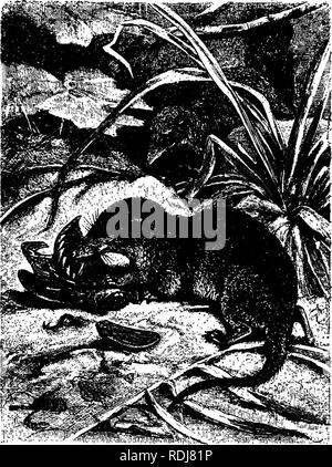 caught alive shrew Stock Photo - Alamy