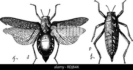 . The study of animal life. Zoology. Backboneless Animals 241 appearance, with a soft and beautiful skin, with unjointed legs, with the halves of the ventral nerve-cord far apart, and with many other remarkable features, it has for us this special interest that it possesses the air-tubes characteristic of insects and also little kidney-lubes similar to those of Annelids. if) Myriapoda.—Centipedes and Millipedes.—These animals have very uniform bodies, there is little division of labour among the numerous appendages. The head is distinct, and bears besides the pair of antennae (which Peripatus  Stock Photo