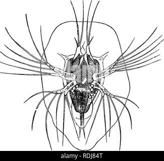 . The study of animal life. Zoology. CHAP. XV Backboneless Animals 239 The members of the last four classes usually breathe by means of air-tubes or tracheae, which penetrate into every part of the body, or in the case of spiders and scorpions, by &quot; lung-books,&quot; which seem like concentrated and plaited tracheae. The King-crab (Limulus), which is very often ranked along with Arachnids, is aquatic, and breathes by peculiar &quot;gill-books.&quot; (a) Crustacea.—Except the wood-lice, which live under bark and stones, the land-crabs which visit the sea only at the breeding. Fig. 45.—Naup Stock Photo