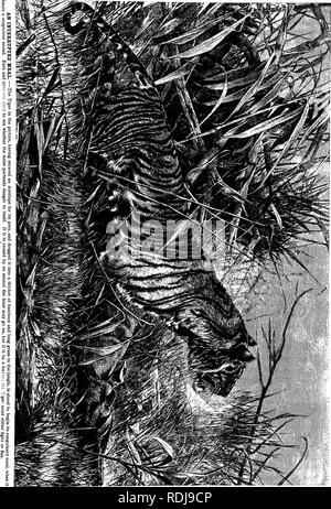 . The animals of the world. Brehm's life of animals;. Mammals. (Q3). Please note that these images are extracted from scanned page images that may have been digitally enhanced for readability - coloration and appearance of these illustrations may not perfectly resemble the original work.. Brehm, Alfred Edmund, 1829-1884; Pechuel-Loesche, Eduard, 1840-1913; Haacke, Wilhelm, 1855-1912; Schmidtlein, Richard. Chicago, A. N. Marquis Stock Photo