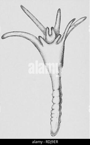 . Text-book of embryology. Embryology. IV COELENTEEATA 77 The egg of ...