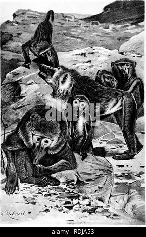 . The animals of the world. Brehm's life of animals;. Mammals. W/:&lt;JtrLei:^. * BABOONS,. Please note that these images are extracted from scanned page images that may have been digitally enhanced for readability - coloration and appearance of these illustrations may not perfectly resemble the original work.. Brehm, Alfred Edmund, 1829-1884; Pechuel-Loesche, Eduard, 1840-1913; Haacke, Wilhelm, 1855-1912; Schmidtlein, Richard. Chicago, A. N. Marquis Stock Photo