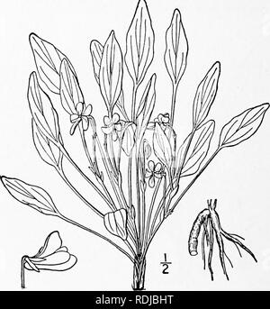 . An illustrated flora of the northern United States, Canada and the British possessions, from Newfoundland to the parallel of the southern boundary of Virginia, and from the Atlantic Ocean westward to the 102d meridian. Botany; Botany. 35. Viola hastata Michx. Halberd- or Spear-leaved Yellow Violet. Fig. 2957. Viola hastata Michx. Fl. Bor. Am. 2: 149, 1803. Slightly puberulent; stem slender, 4'-io' high, from a long white brittle horizontal root- stock ; stem-leaves 2-4, near the summit, hal- berd-shaped with rounded basal lobes, nar- rowly lanceolate above; or sometimes ovate- lanceolate and Stock Photo