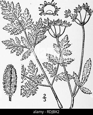 . An illustrated flora of the northern United States, Canada and the British possessions, from Newfoundland to the parallel of the southern boundary of Virginia, and from the Atlantic Ocean westward to the 102d meridian. Botany; Botany. I. Torilis nodosa (L.) Gaertn. Knotted Hedge- Parsley. Fig. 3105. Tordylium nodosum L. Sp. PI. 240. 1753. Caucalis nodosa Huds. Fl. Angl. Ed. 2, 114. 1778. Torilis nodosa Gaertn. Fruct. &amp; Sem. i: 82. pi, zo. f, 6. 1788. Decumbent and spreading, branched at the base, the branches 6'-i2' long. Leaves bipinnate, the segments linear-oblong, acute, entire or den Stock Photo