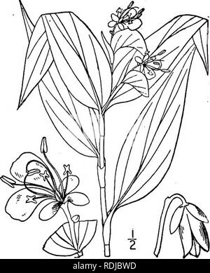 . An illustrated flora of the northern United States, Canada and the British possessions, from Newfoundland to the parallel of the southern boundary of Virginia, and from the Atlantic Ocean westward to the 102d meridian. Botany; Botany. 458 COMMELINACEAE. Vol. I. 2. Commelina communis L. Asiatic Day- flower. Fig. 1148. Commelina communis L. Sp. PI. 40- :753- Commelina Willdenovii Kunth, Enum. 4: 37. 1843. Glabrous or nearly so, sterns ascending or de- cumbent, rather slender, sometimes rooting at the nodes, i°-3° long. Leaves lanceolate or oblong- lanceolate, 3-5' long, i-il' wide, acuminate a Stock Photo