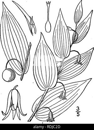 . An illustrated flora of the northern United States, Canada and the British possessions, from Newfoundland to the parallel of the southern boundary of Virginia, and from the Atlantic Ocean westward to the 102d meridian. Botany; Botany. i. Streptopus amplexifolius (L.) DC. Clasping-leaved Twisted-stalk. Liver- berry. Fig. 1293. Uvularia amplexifolia L. Sp. PI. 304. 1753. Streptopus amplexifolius DC. Fl. France 3: 174. 1805. Rootstock short, stout, horizontal, covered with thick fibrous roots. Plant ii°-3° high; stem glabrous, usually branching below the middle, leaves 2'-$' long, i'-2' wide, a Stock Photo